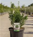 Japan-Stechpalme - Ilex crenata 'Luxus (R) Globe'