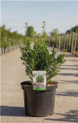 Japan-Stechpalme - Ilex crenata 'Luxus (R) Globe'