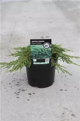 Kriechwacholder 'Green Carpet' - Juniperus com.'Green Carpet'