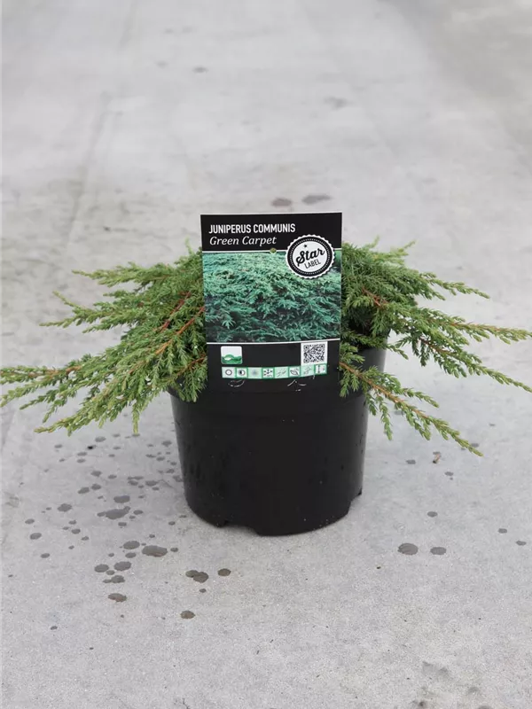 Kriechwacholder 'Green Carpet' - Juniperus com.'Green Carpet'