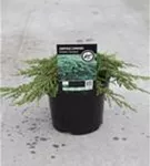 Kriechwacholder 'Green Carpet' - Juniperus com.'Green Carpet'