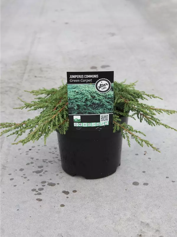 Kriechwacholder 'Green Carpet' - Juniperus com.'Green Carpet'