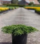 Kriechwacholder 'Green Carpet' - Juniperus com.'Green Carpet'