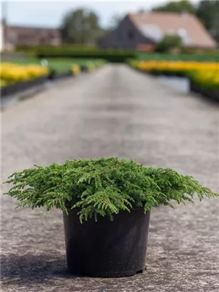 Kriechwacholder 'Green Carpet' - Juniperus com.'Green Carpet'