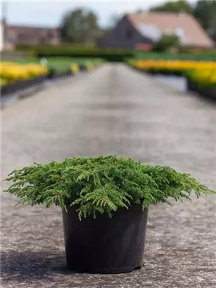 Kriechwacholder 'Green Carpet' - Juniperus com.'Green Carpet'