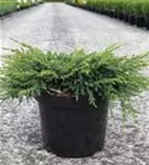 Kriechender Wacholder - Juniperus com.'Repanda'