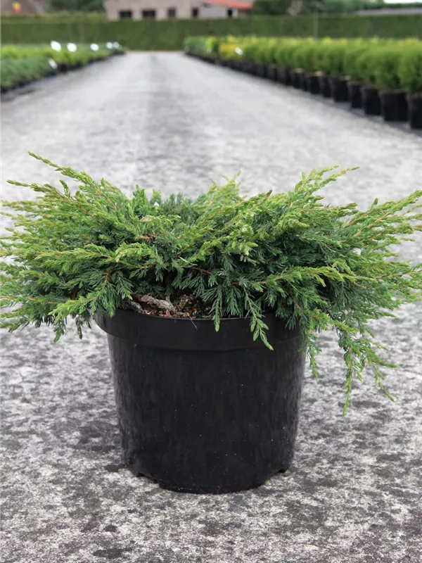 Kriechender Wacholder - Juniperus com.'Repanda'