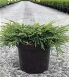 Kriechender Wacholder - Juniperus com.'Repanda'