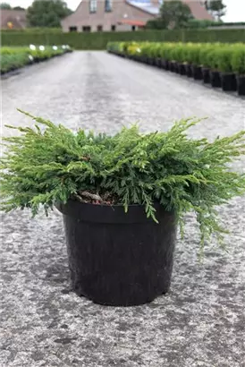 Kriechender Wacholder - Juniperus com.'Repanda'