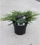 Kriechender Wacholder - Juniperus com.'Repanda'