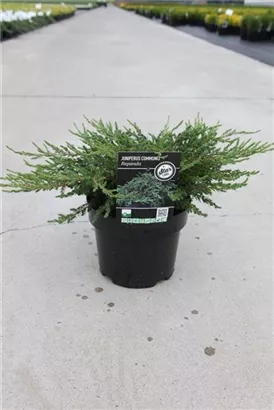 Kriechender Wacholder - Juniperus com.'Repanda'