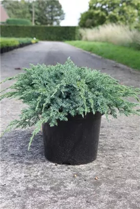 Bodenwacholder 'Blue Carpet' - Juniperus squamata 'Blue Carpet' - Nadeln - Koniferen