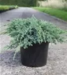 Bodenwacholder 'Blue Carpet' - Juniperus squamata 'Blue Carpet' - Nadeln - Koniferen