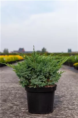 Wacholder 'Blue Swede' - Juniperus squamata 'Blue Swede'