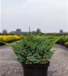 Wacholder 'Blue Swede' - Juniperus squamata 'Blue Swede'