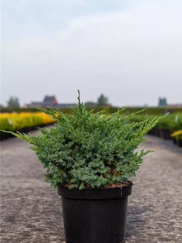 Wacholder 'Blue Swede' - Juniperus squamata 'Blue Swede'