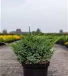 Wacholder 'Blue Swede' - Juniperus squamata 'Blue Swede'