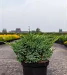 Wacholder 'Blue Swede' - Juniperus squamata 'Blue Swede'