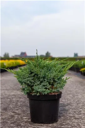 Wacholder 'Blue Swede' - Juniperus squamata 'Blue Swede'