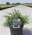 Wacholder 'Blue Swede' - Juniperus squamata 'Blue Swede'