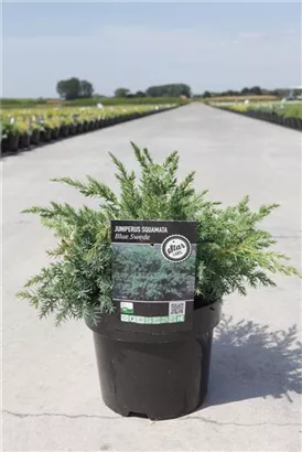Wacholder 'Blue Swede' - Juniperus squamata 'Blue Swede'