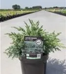 Wacholder 'Blue Swede' - Juniperus squamata 'Blue Swede'