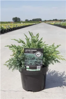 Wacholder 'Blue Swede' - Juniperus squamata 'Blue Swede'