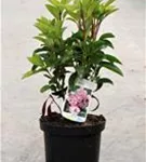 Berglorbeer - Kalmia latifolia Berglorbeer - Kalmia latifolia