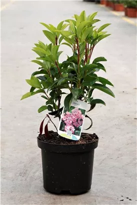 Berglorbeer - Kalmia latifolia Berglorbeer - Kalmia latifolia