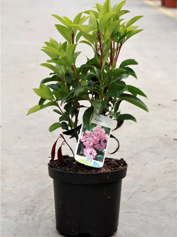 Berglorbeer - Kalmia latifolia Berglorbeer - Kalmia latifolia