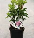 Berglorbeer - Kalmia latifolia