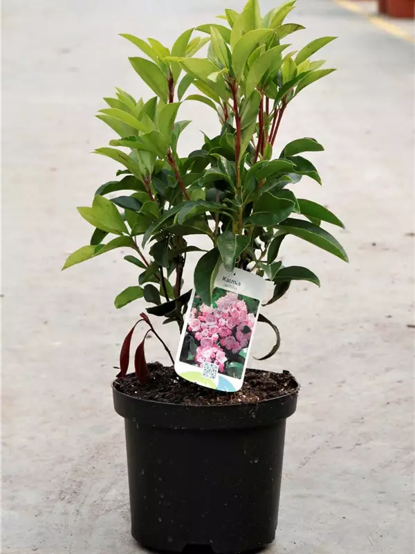Berglorbeer - Kalmia latifolia