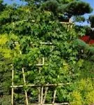 Amerikanischer Amberbaum - Liquidambar styraciflua - Formgehölze