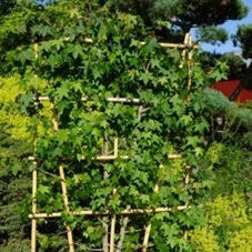 Liquidambar styraciflua - Formgehölze, C Spalier 150- 100