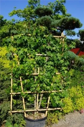 Amerikanischer Amberbaum - Liquidambar styraciflua - Formgehölze