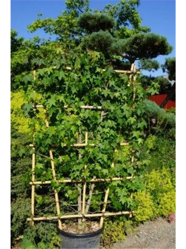 Amerikanischer Amberbaum - Liquidambar styraciflua - Formgehölze