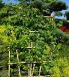 Amerikanischer Amberbaum - Liquidambar styraciflua - Formgehölze