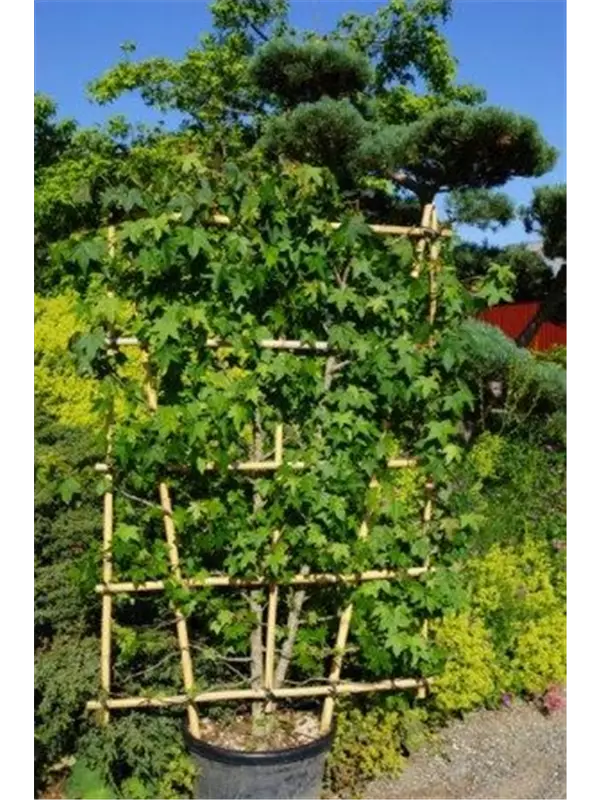 Amerikanischer Amberbaum - Liquidambar styraciflua - Formgehölze