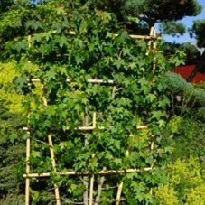 Liquidambar styraciflua - Formgehölze, C Spalier 150- 100