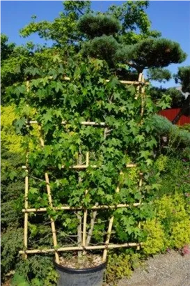 Amerikanischer Amberbaum - Liquidambar styraciflua - Formgehölze