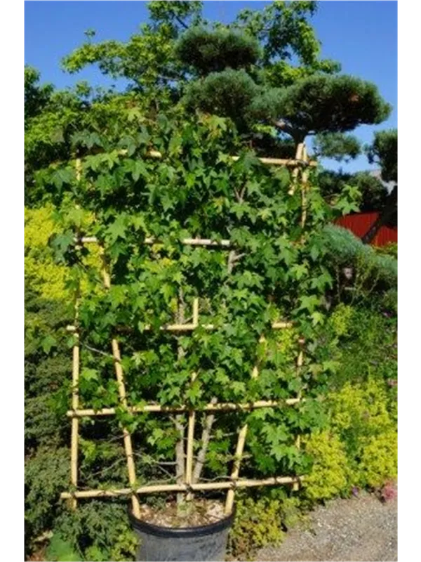 Amerikanischer Amberbaum - Liquidambar styraciflua - Formgehölze