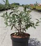 Heckenkirsche 'Kamtschatica' - Lonicera caerulea 'Kamtschatica'