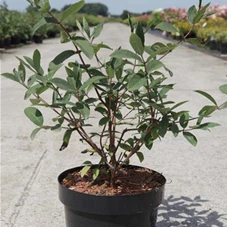 Lonicera caerulea 'Kamtschatica', C 3,6 40- 50