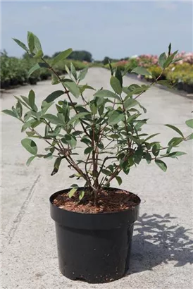 Heckenkirsche 'Kamtschatica' - Lonicera caerulea 'Kamtschatica'