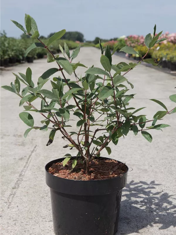 Heckenkirsche 'Kamtschatica' - Lonicera caerulea 'Kamtschatica'