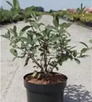 Heckenkirsche 'Kamtschatica' - Lonicera caerulea 'Kamtschatica'