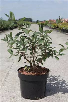 Heckenkirsche 'Kamtschatica' - Lonicera caerulea 'Kamtschatica'