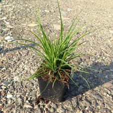 Luzula nivea, P 0,5  Luzula nivea, P 0,5