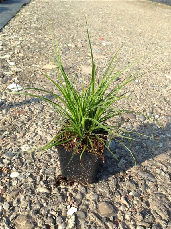 Schnee-Hainsimse - Luzula nivea Schnee-Hainsimse - Luzula nivea