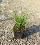 Schnee-Hainsimse - Luzula nivea